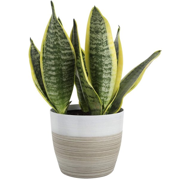 Snake, Sansevieria White-Natural Decor Planter Live Indoor Plant, 12-Inch Tall, Grower's Choice, Green, Yellow