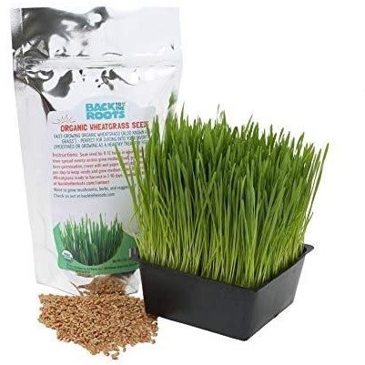 Organic 2lb Cat Wheatgrass Seeds