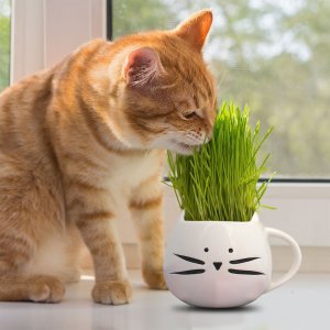Organic Cat Grass Growing kit with Organic Seed Mix, Organic Soil and Cat Planter @ Amazon.com