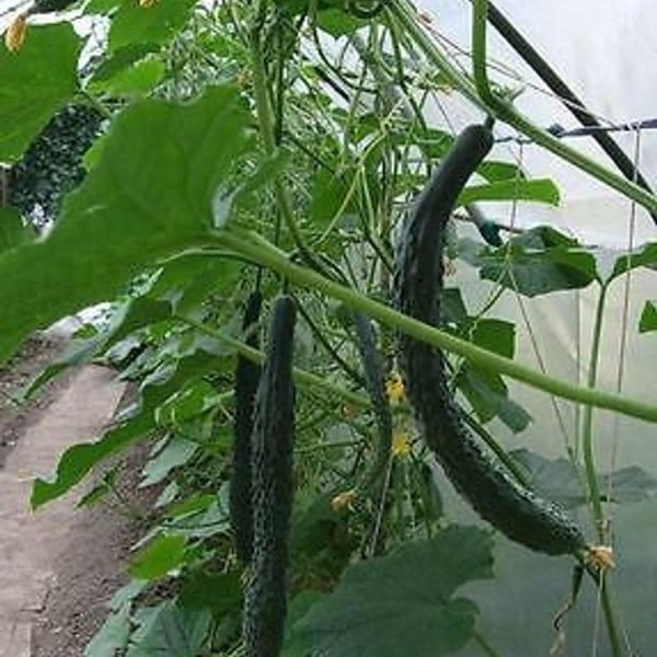 50 Chinese Snake Curved Cucumber seeds non-GMO Heirloom | Etsy