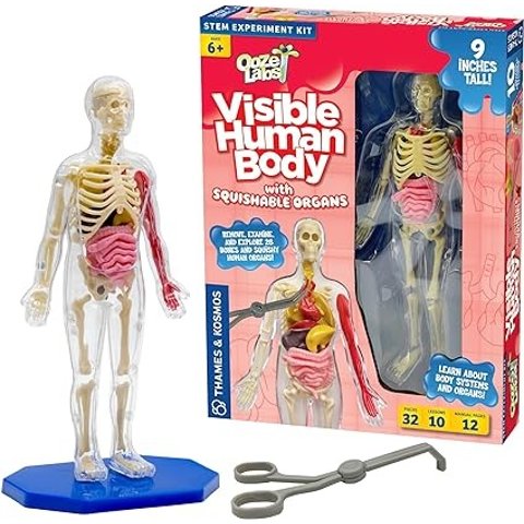 人体模型玩具