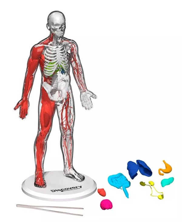 CLOSEOUT! 3D Human Anatomy 28-Piece Biology Model