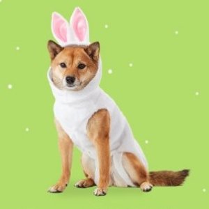 Easter Shop @ Chewy