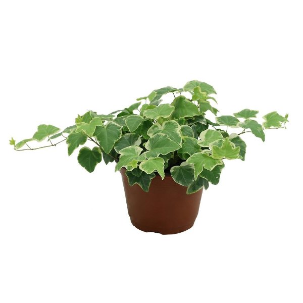Costa Farms Ivy Plant in 6 in. Grower Pot-6IVY - The Home Depot