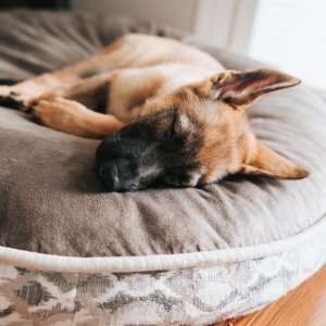 Petco Select Dog beds On sale