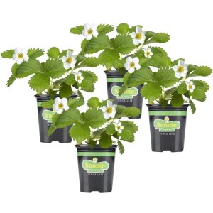 鲜活草莓4件 $15.81Bonnie Plants 绿植促销