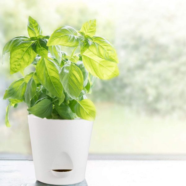 Plastic Plant Pots for Indoor Plants