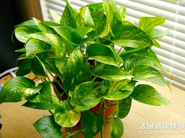 Epipremnum_aureum_madaise_ccbyncnd2.0