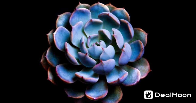 blue-echeveria-1200-630-FB-06302019-min.jpg