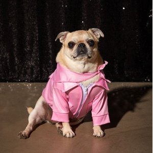 Urban Outfitters Dog's Halloween Costume