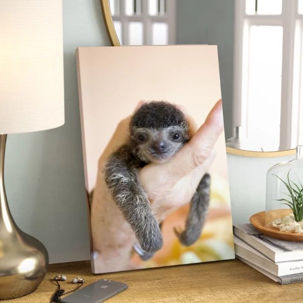 'Brown-Throated Three-Toed Sloth Baby' Photographic Print on Canvas