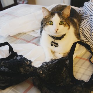性感小猫在线众测🐈少女与性感并存、舒适与美丽兼具的内衣品牌Eve's Temptation（多图预警）