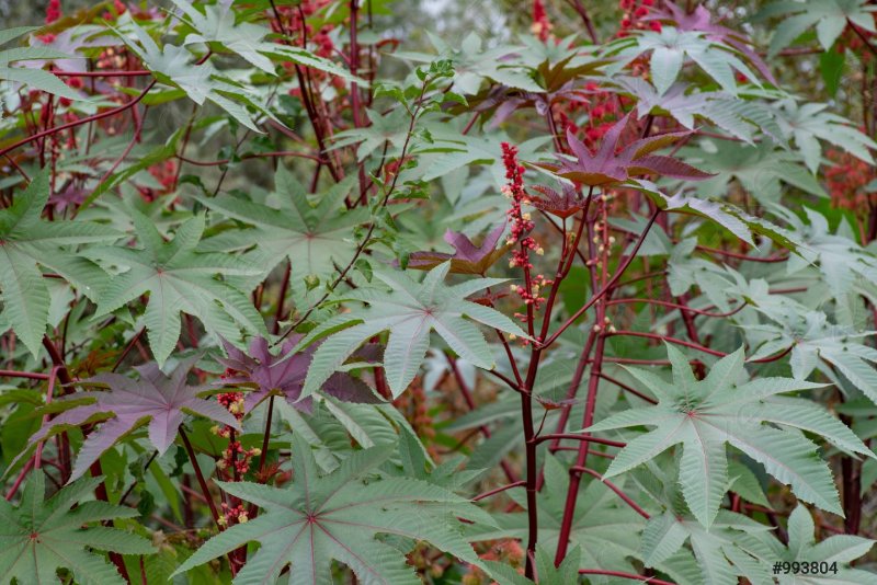 ricinus-communis-castor-bean-castor-993804