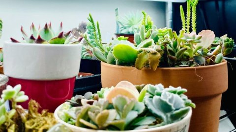住Apt也可以养超多绿植| 绿植摆放IDEA/TIPS