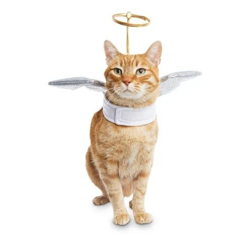 Angel Antics Cat Costume, Medium | Petco