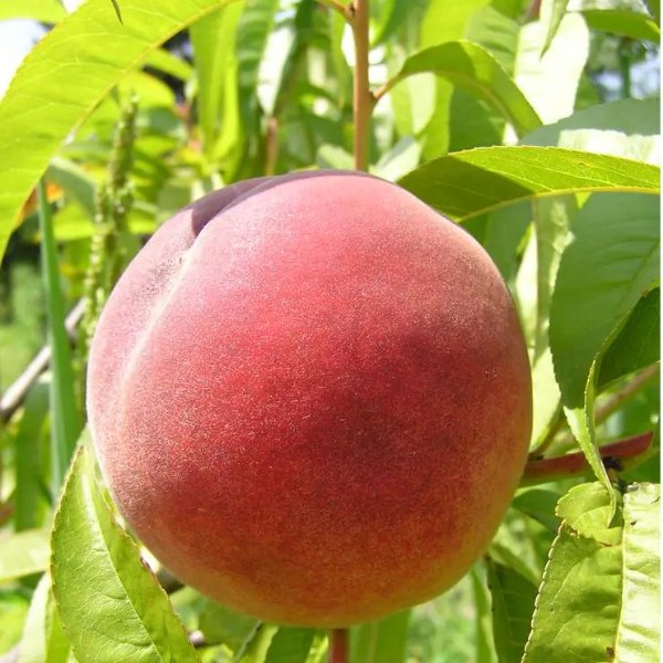 Dwarf Red Haven Peach Tree Bare Root