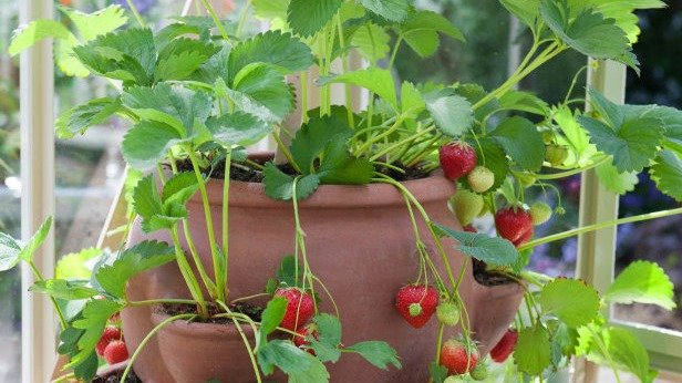 一起种草莓，草莓塔解救没有院子又想要种植的你。