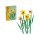 Daffodils 40747 