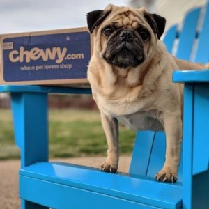 Chewy.com 精选宠物用品食品玩具等每日精选