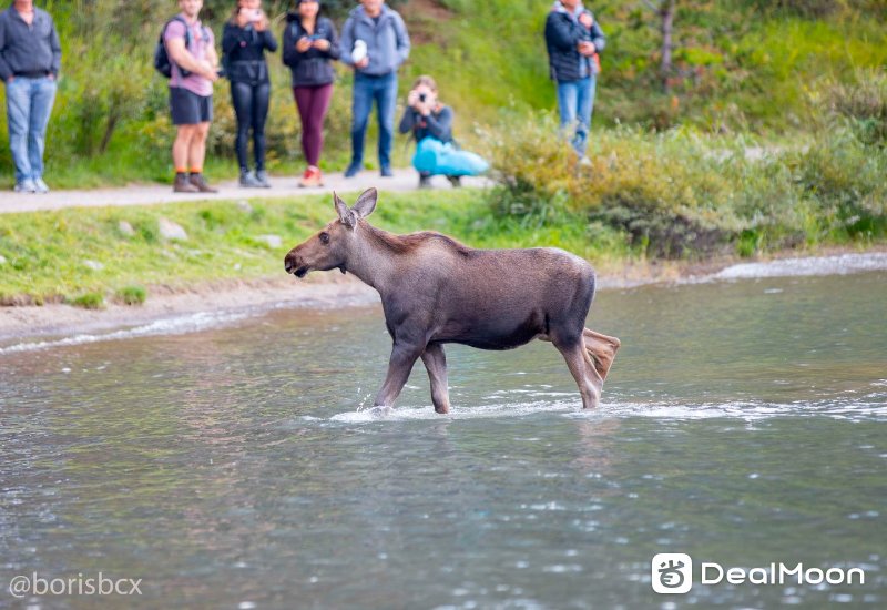 moose_2.jpg