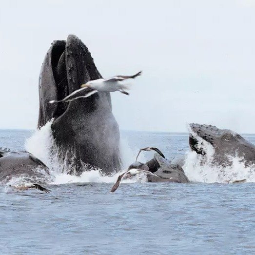 Whale-Watching Cruise for One, Two, or Four Adults from Cape Ann Whale Watch (Up to 35% Off)