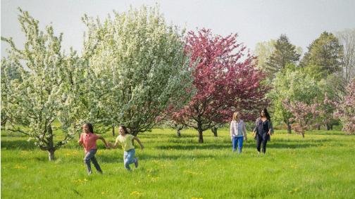 芝加哥｜莫顿植物园：盛开在枝头的春天