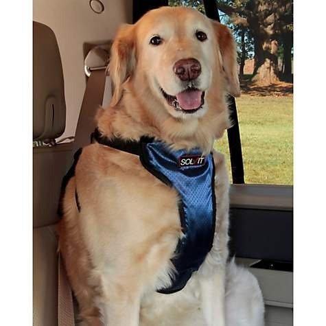 Deluxe Pet Vehicle Safety Harness | Petco