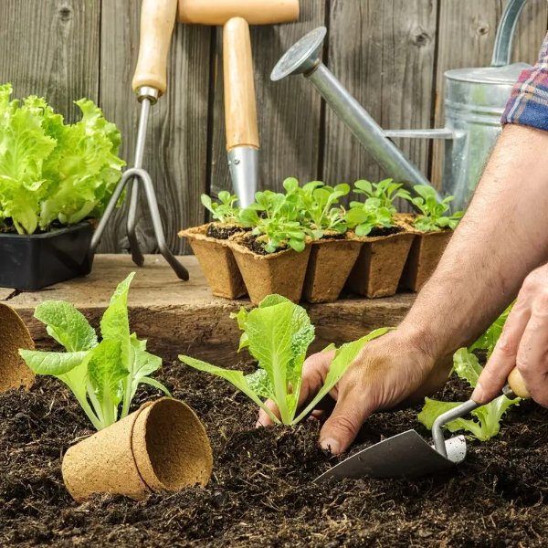 50pcs Organic Germination Plant Starter Kit - Peat Pots, Seedling Pots & Plastic Plant Markers Labels for Garden & Nursery