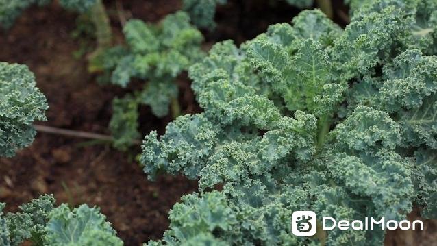 kale1.png