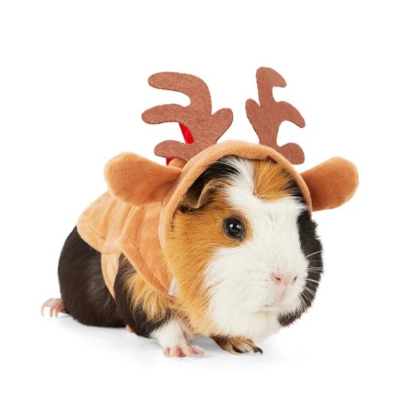 Merry Makings Oh Deer! Guinea Pig Reindeer Costume | Petco