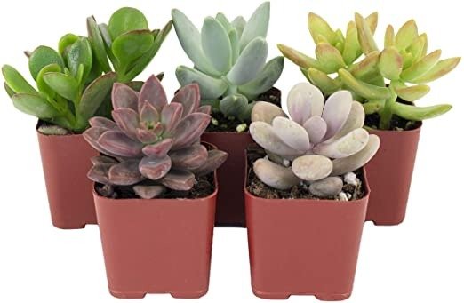 Succulents | Unique Collection | Assortment of Hand Selected, Fully Rooted Live Indoor Succulent Plants, 5-Pack