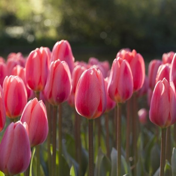 Tulips Cosmopolitan Set of 12 Bulbs Pink Part Sun