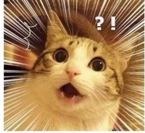 宇宙震惊猫猫表情包图片