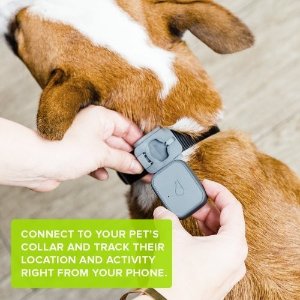 Whistle 3代 GPS宠物跟踪器和活动监视器/灰色