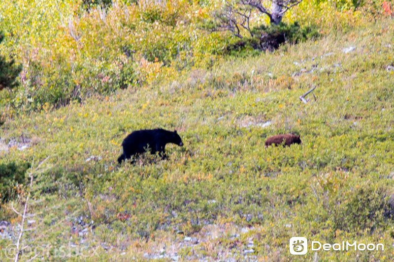 bear.jpg