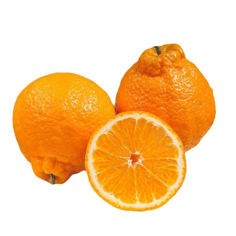 C1丑橘.jpg