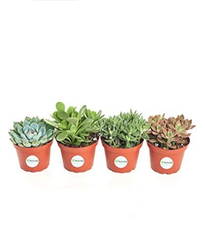 Assorted Collection of Live Succulent Plants