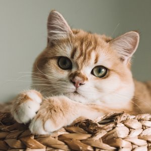 Petco Select Cat Litter Accessories