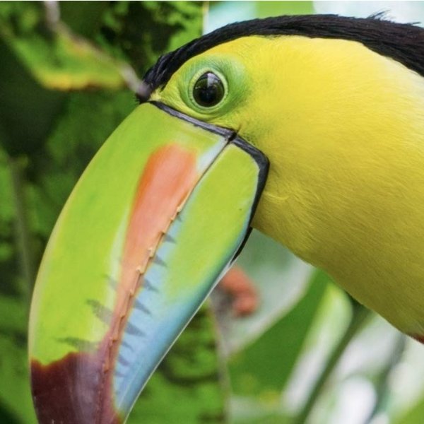 Get up-close with wild animals in Costa Rica at the Toucan Rescue Ranch