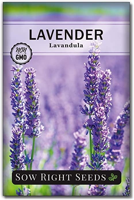 Right Seeds - Lavender Seeds for Planting; Non-GMO Heirloom Seeds with Instructions to Plant and Grow a Beautiful Indoor or Outdoor herb Garden; Great Gardening Gift