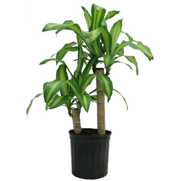 Costa Farms Mass Cane in 8.75 in. Grower Pot-10MC2 - The Home Depot