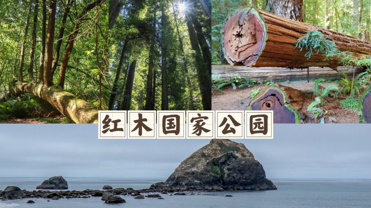 红木参天 | 红木/Redwood 国家和州立公园游记 | 5个国家游客中心 + Tall Trees Grove Trail