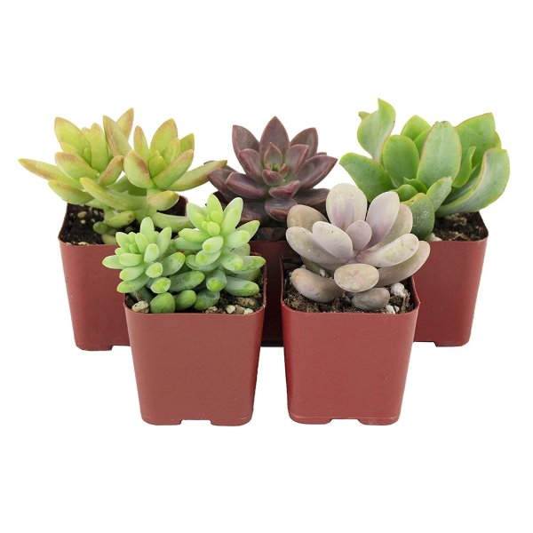 | Soft Hue Collection | Assortment of Hand Selected, Fully Rooted Live Indoor Pastel Tone Succulent Plants, 5-Pack