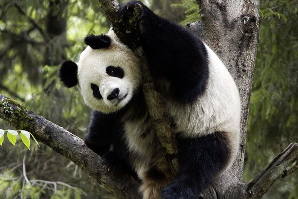 收养大熊猫宝宝 获赠毛绒玩偶