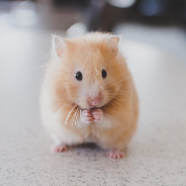 Roborovski Hamster