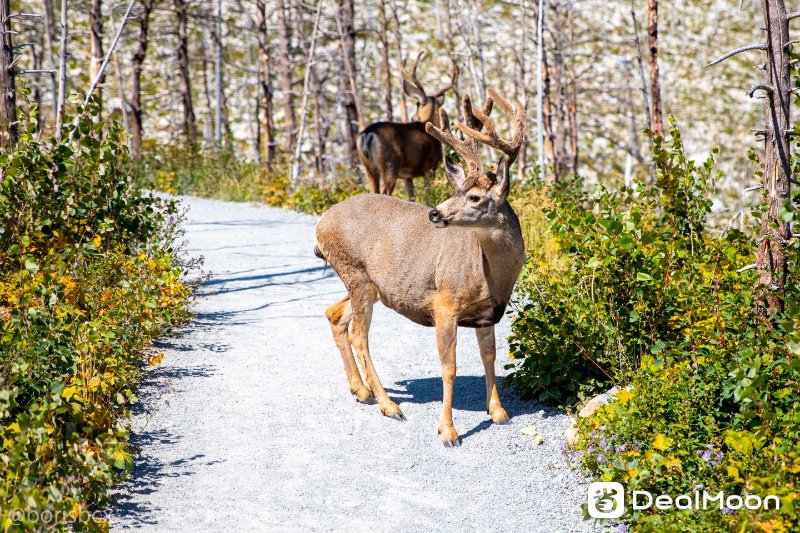 deer2.jpg
