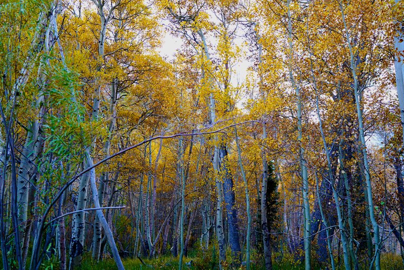 convict lake3.jpg