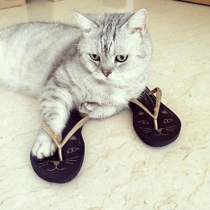 小S和霉霉都爱！Neiman Marcus精选Charlotte Olympia猫咪鞋和高跟鞋促销