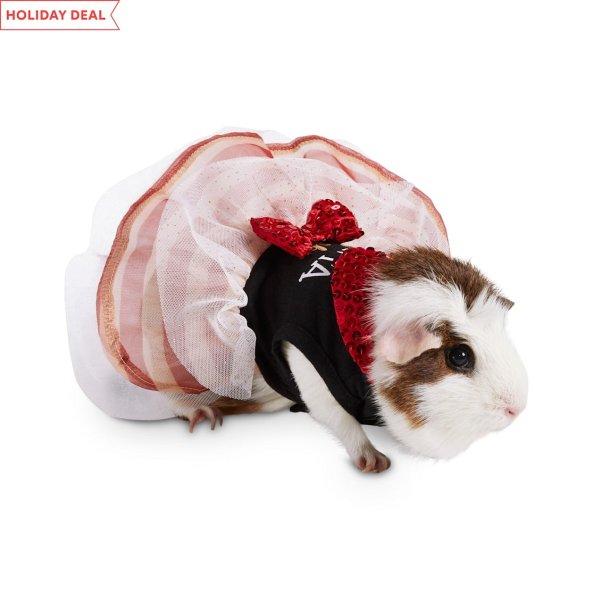 Santa Baby Guinea Pig Dress | Petco