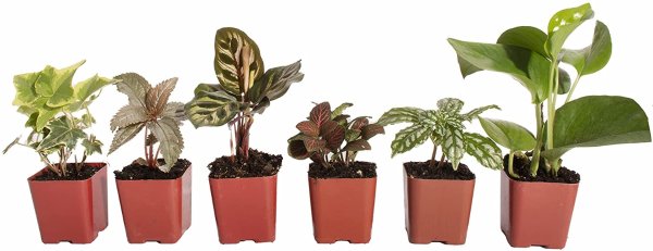 Succulents | Unique Collection | Assortment of Hand Selected, Fully Rooted Live Indoor Succulent Plants, 6-Pack